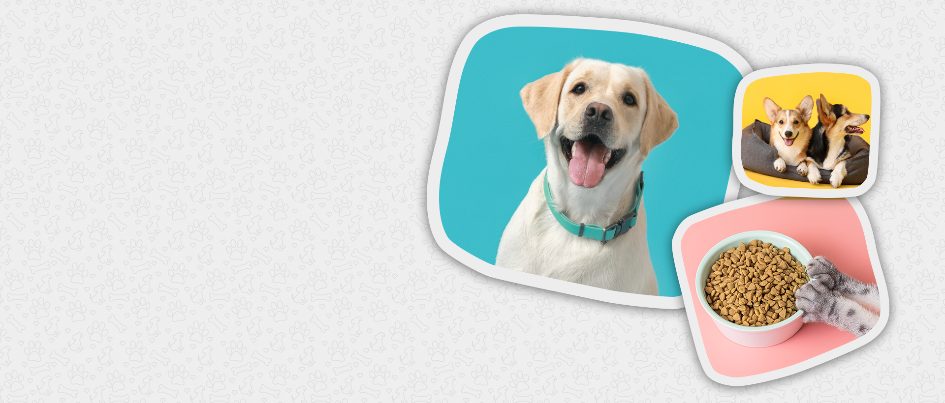 LabCoPets